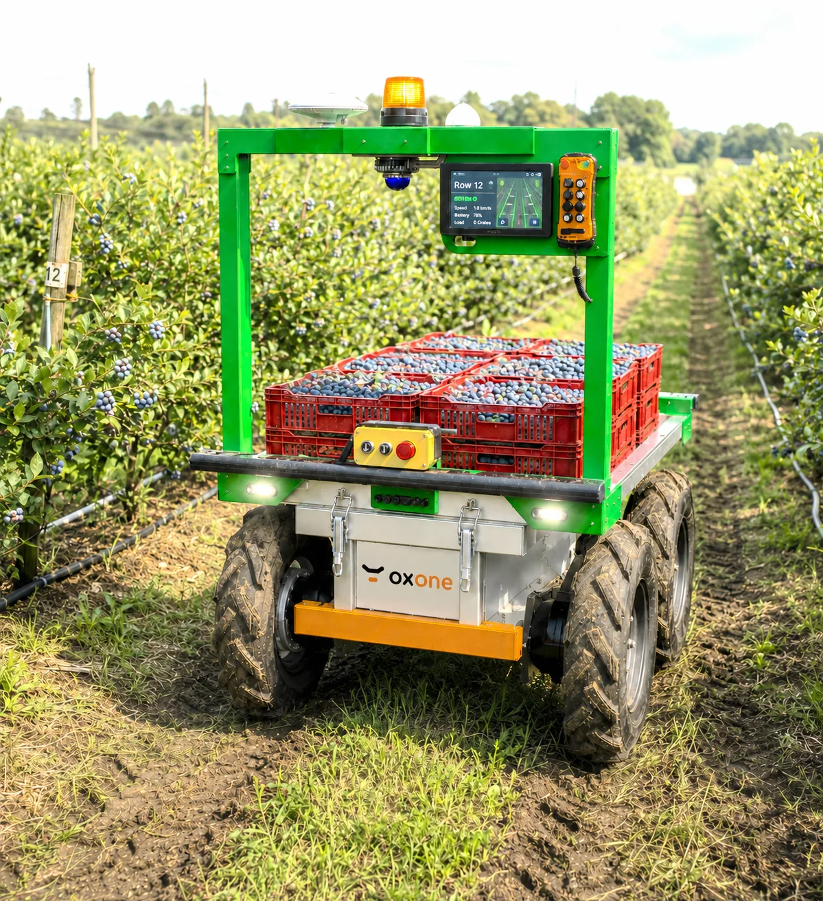 oxone working between blueberry rows, cargo bed loaded with harvested crates
